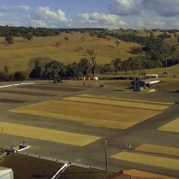 ブラジル ・ジアマンチーナヨシマツ・ピーベリー・ナチュラル