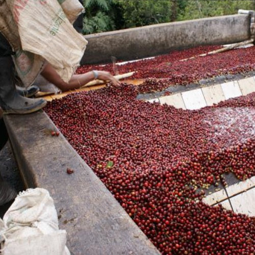 グアテマラ・フロレンシア・ブルボン