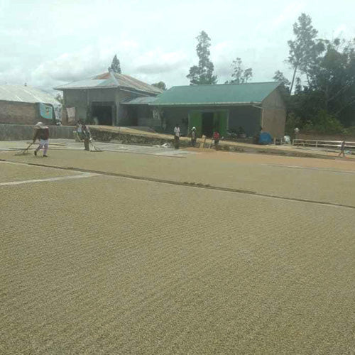 インドネシア ・マンデリン・ポルン・セリブラジャ