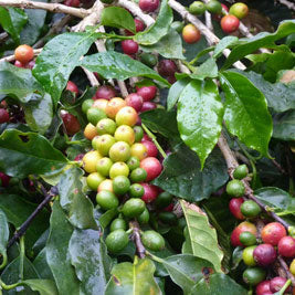 ソフトブレンド