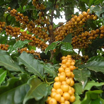 オーガニックブレンド