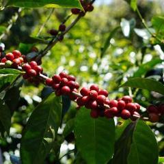 和みのブレンド