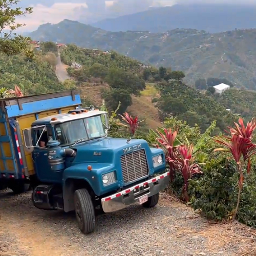 コスタリカ・デカフェ