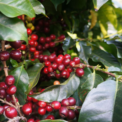 コスタリカ・ドンオスカル・イエローハニー