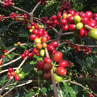 東ティモール・オーガニック