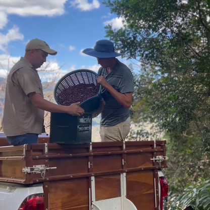 コスタリカ・デカフェ