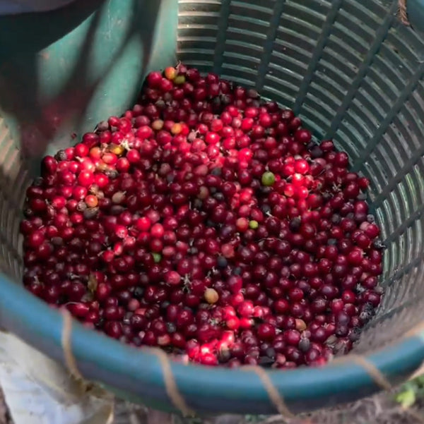 コスタリカ・デカフェ