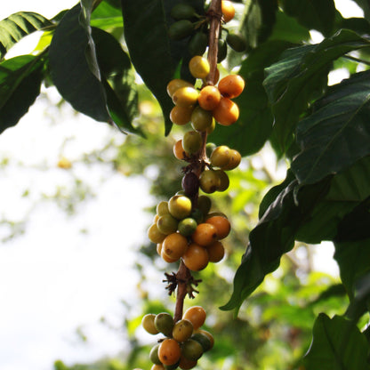 コロンビア・エルエンカント・ティピカ・ナチュラル
