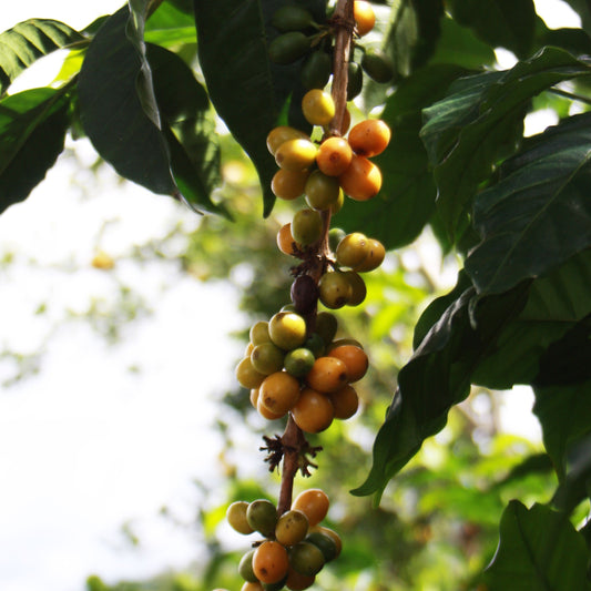 コロンビア・エルエンカント・ティピカ・ナチュラル
