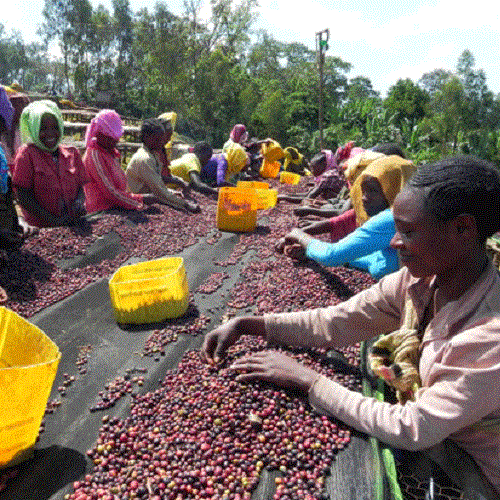 エチオピア・イルガチャフG1・ナチュラル（浅煎り）