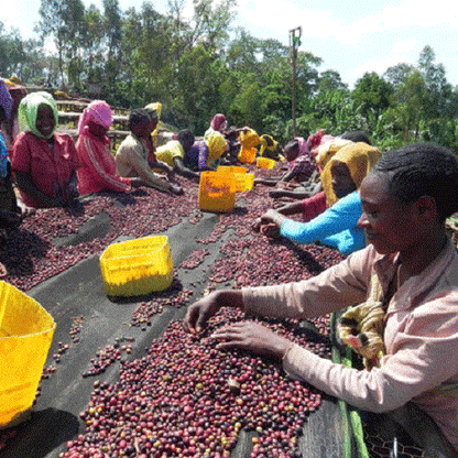 エチオピア・イルガチャフG1・ナチュラル（浅煎り）