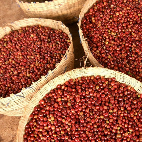 エチオピア・デカフェ