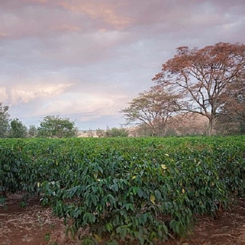タンザニア・ンゴロンゴロ・ウオシュド
