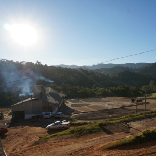 ブラジル・カルモデミナス・イエローブルボン