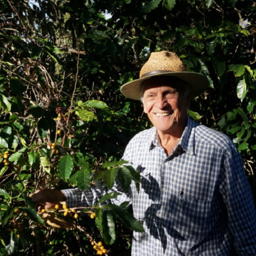 ブラジル・カルモデミナス・イエローブルボン