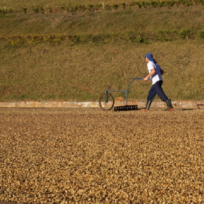 ブラジル・カルモデミナス・イエローブルボン