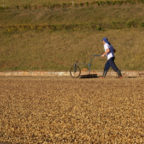 ブラジル・カルモデミナス・イエローブルボン