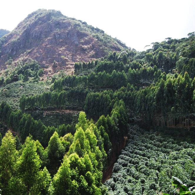 大地のブレンド