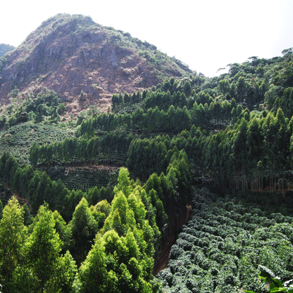 大地のブレンド