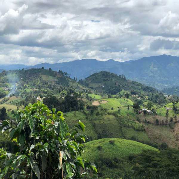 コロンビア・オーガニック