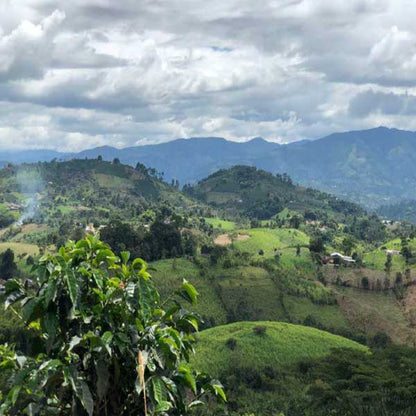 コロンビア・オーガニック