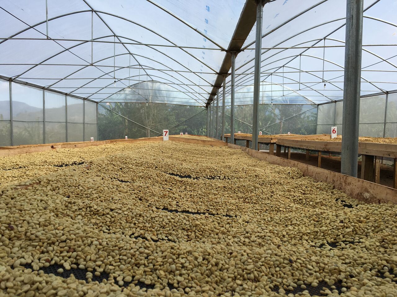 コスタリカ・ドンオスカル・イエローハニー