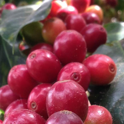 コスタリカ・グラニートス・イエローハニー