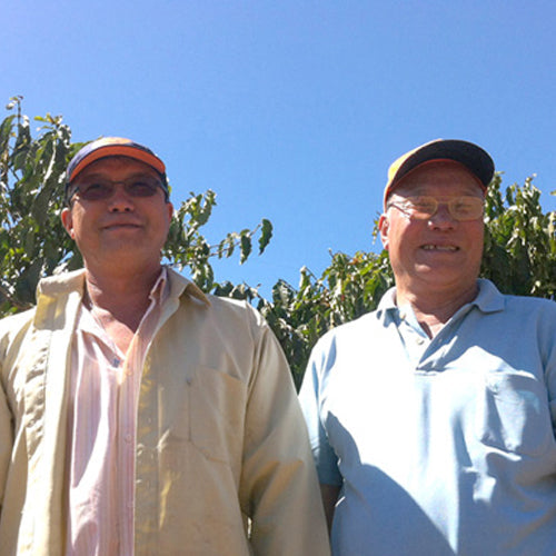 ブラジル ・ジアマンチーナヨシマツ・ピーベリー・ナチュラル