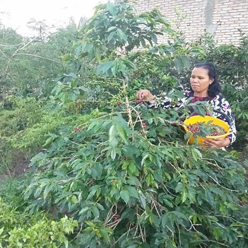 インドネシア ・マンデリン・ポルン・セリブラジャ