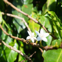 ブラジル・サンタルシア・イエローブルボン