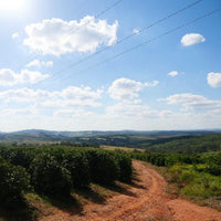 ブラジル・サンタルシア・イエローブルボン