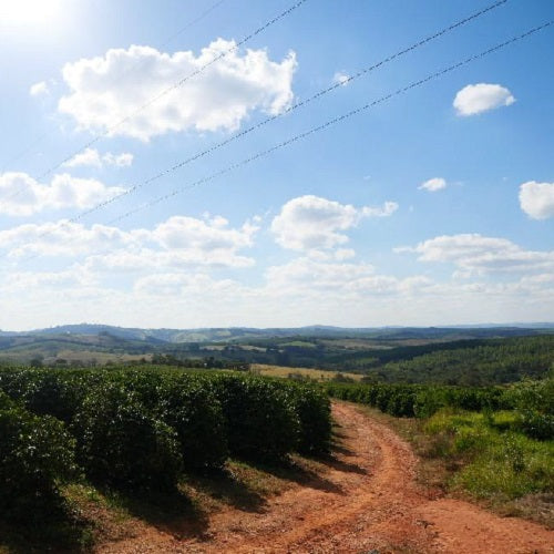 ブラジル・サンタルシア・イエローブルボン
