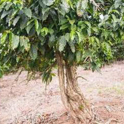 ブラジル・セルトン・百年寿ブルボン