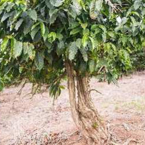 ブラジル・セルトン・百年寿ブルボン