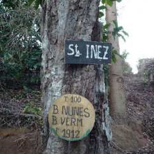 ブラジル・セルトン・百年寿ブルボン