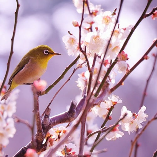 【期間限定】春ブレンド