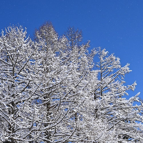 【期間限定】冬ブレンド