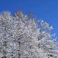 【期間限定】冬ブレンド