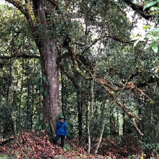 コロンビア・ウシュウシュ・ナチュラル