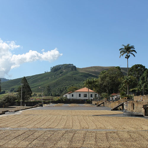 ブラジル  レクレイオ農園・イエローブルボン・ナチュラル