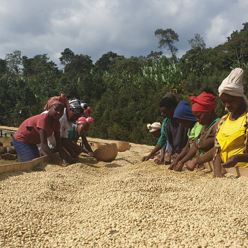 エチオピア・イルガチャフG1・ウオシュド