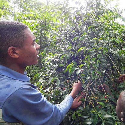 エチオピア・イルガチャフG1・ウオシュド